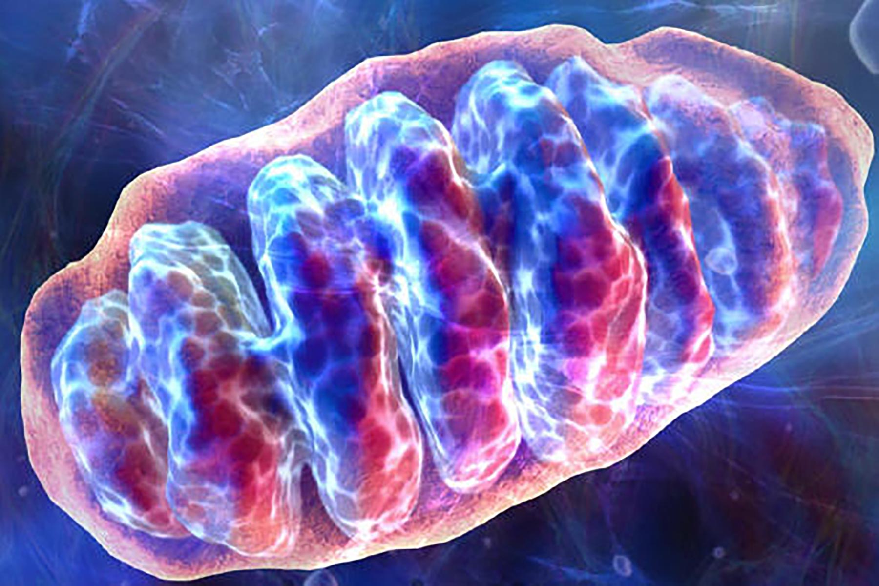 Mitochondrion-cell-energy-upsize-temp